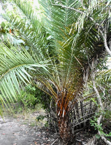 senefal date palm